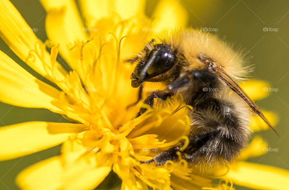macro photo of a bumblebee on a yellow flower
