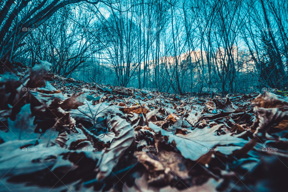 Fall/Autumn Leaves In The Forest
