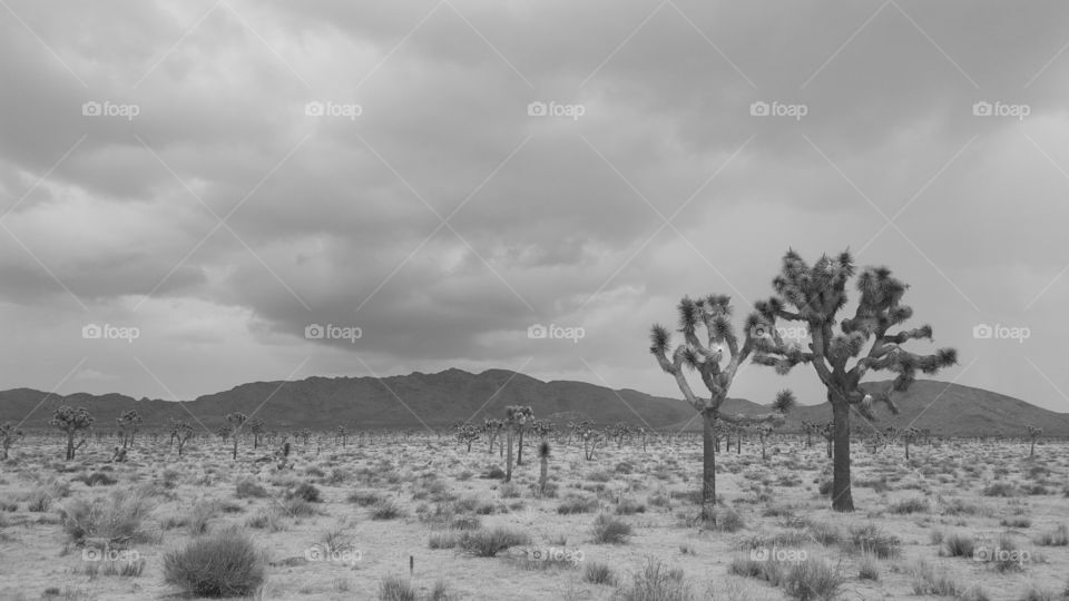 Joshua Tree (grey)