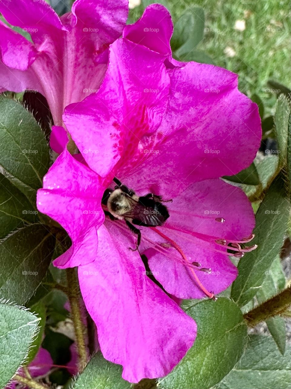 Bright pink azalea flower common eastern bumble bee pollinator petals stamens summer backyard nature wildlife bug insect wings