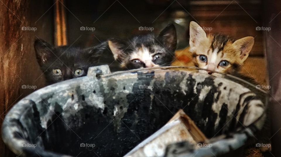 kitties in a warehouse