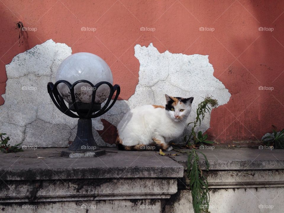 Cat at the wall 