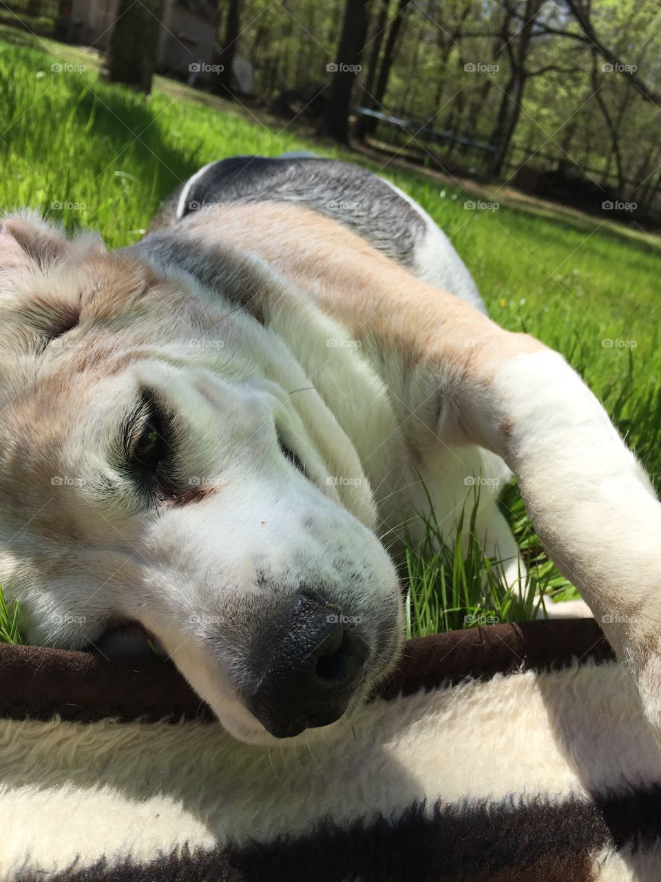 Beagle in grass 