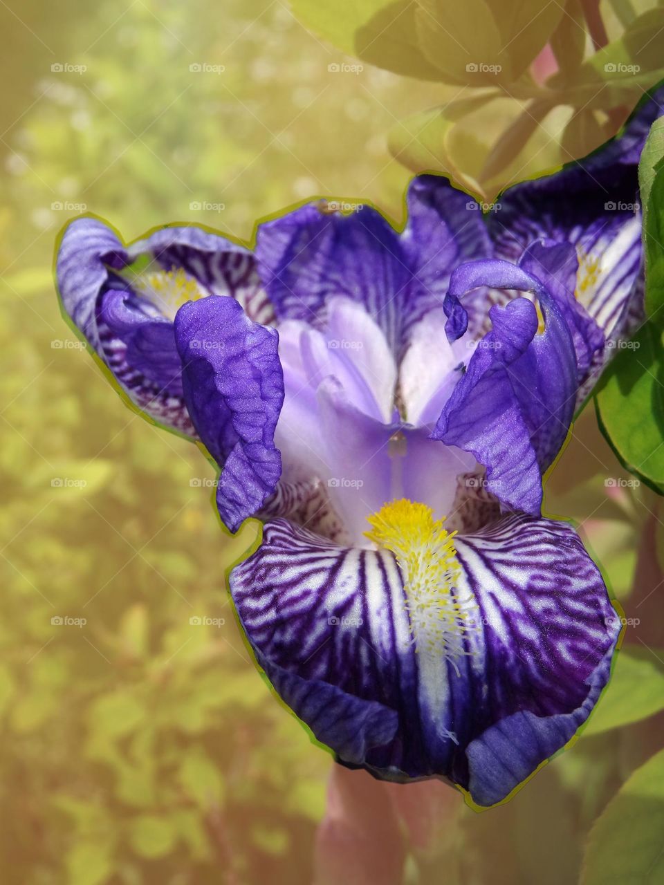 Unlighted iris ..