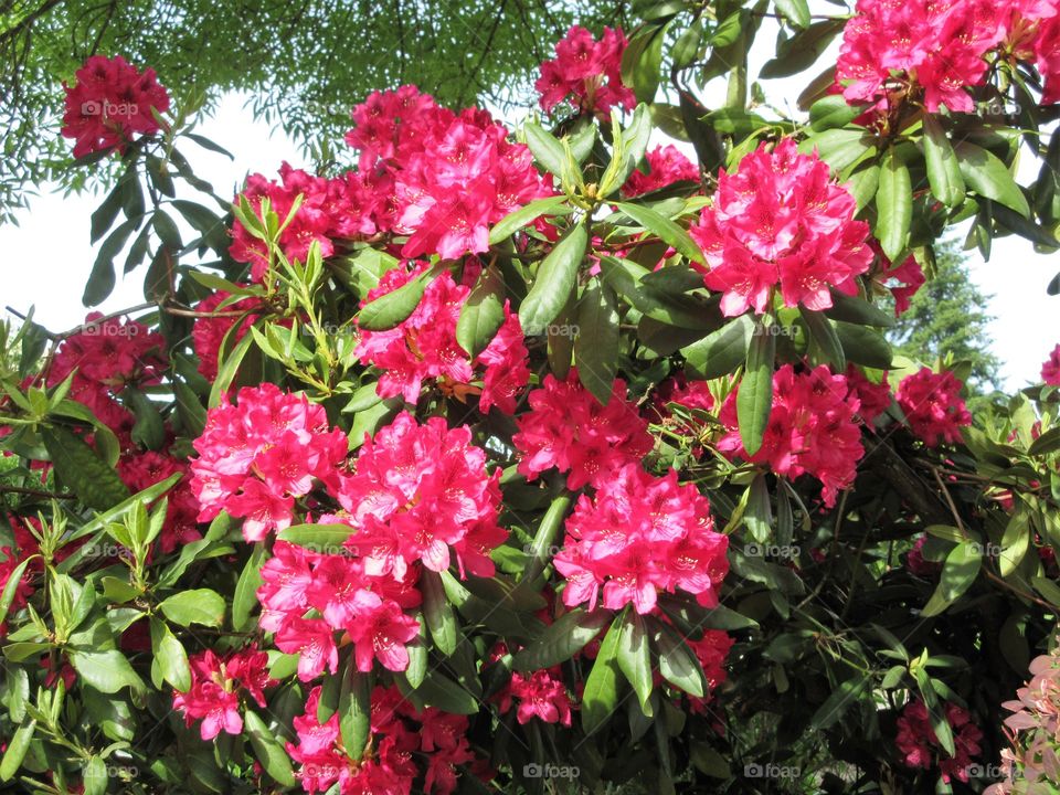 red rhodies