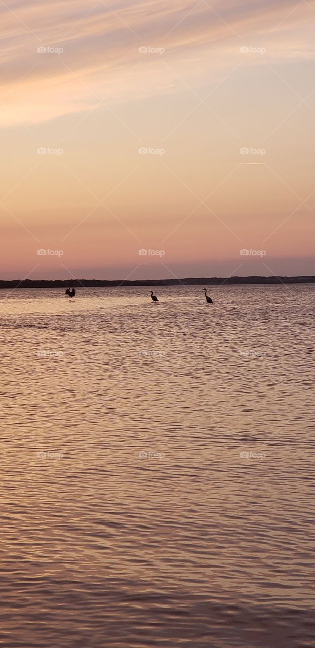 Sea, ocean, nature, herons, birds, nature, sunset, New Brunswick,  Parlee Beach