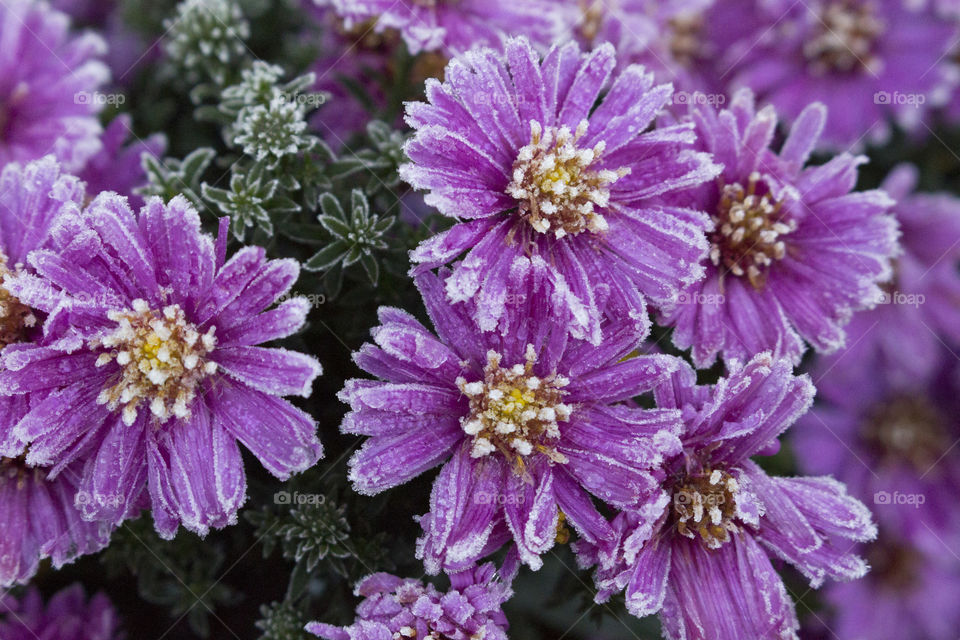 Close-up of flowers during winter