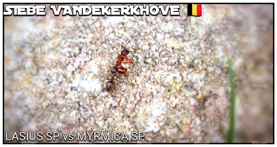 Lasius sp. worker vs Myrmica sp. worker trying to kill each other to prevent full war between their two colonies. #2