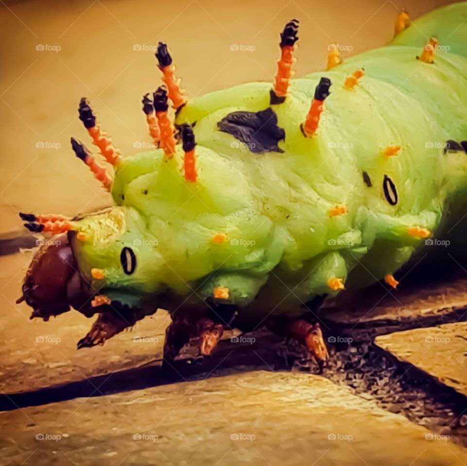 Insect: Royal Moth or the Royal Walnut. Caterpillars are called walnut-horned devils.
Inseto: Mariposa real ou a Noz Real. As lagartas são chamadas de demônios com chifres de nogueira.