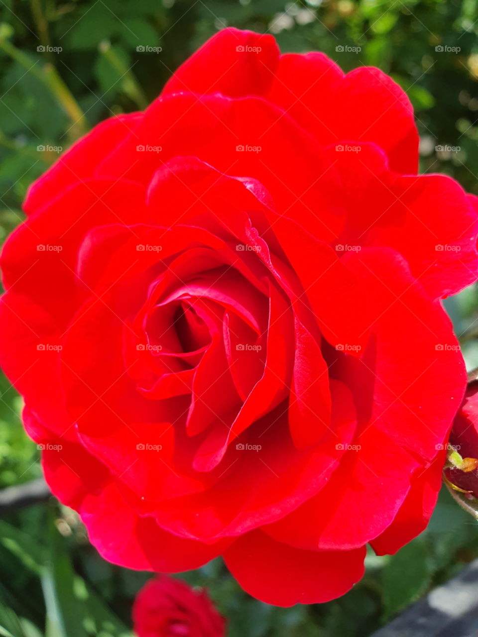 bright red juicy rose in the garden