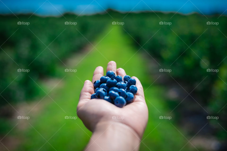 Blueberry Picking