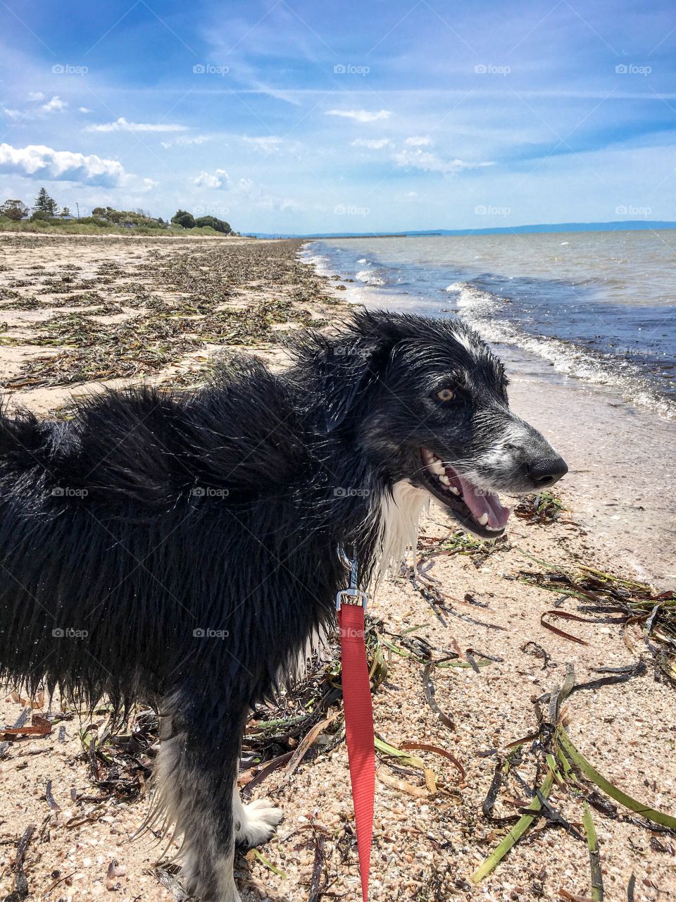 A walk on the beach with a red leash with border collie sheepdog 