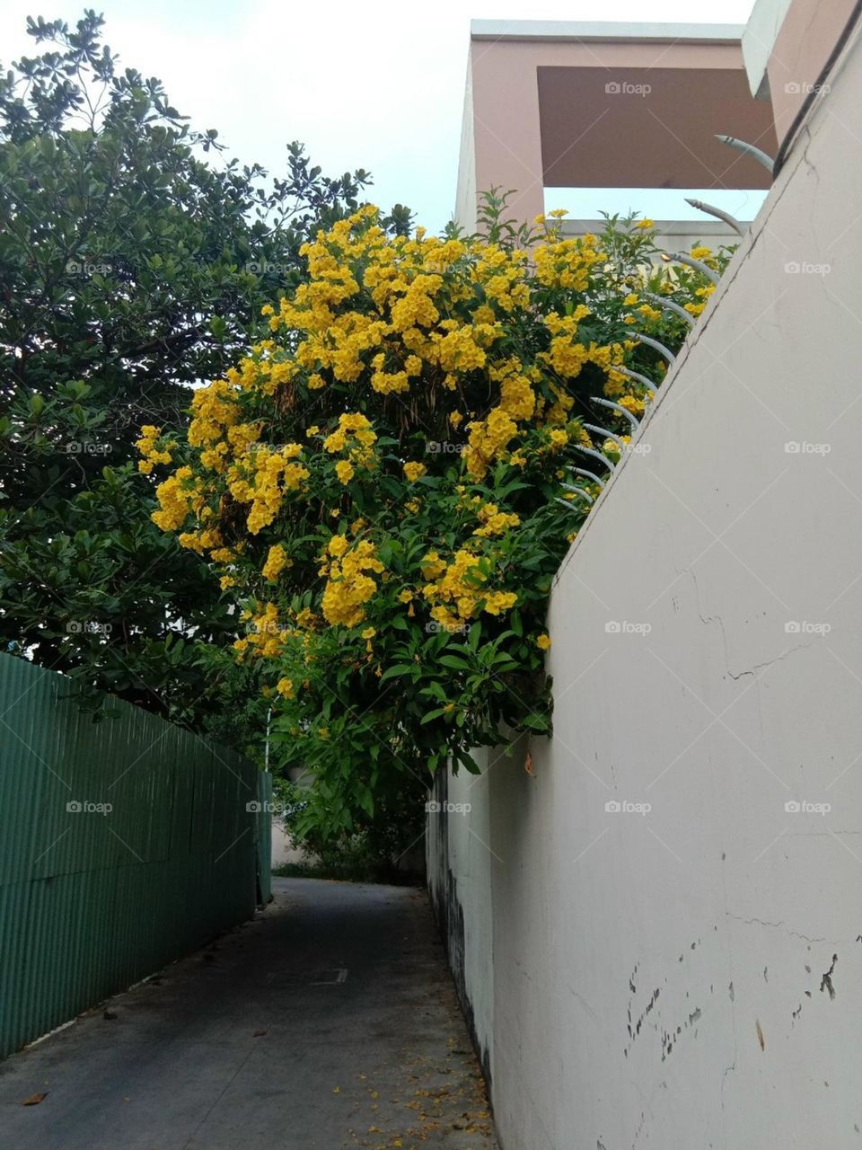 Hoa nở môt góc sân nhà.