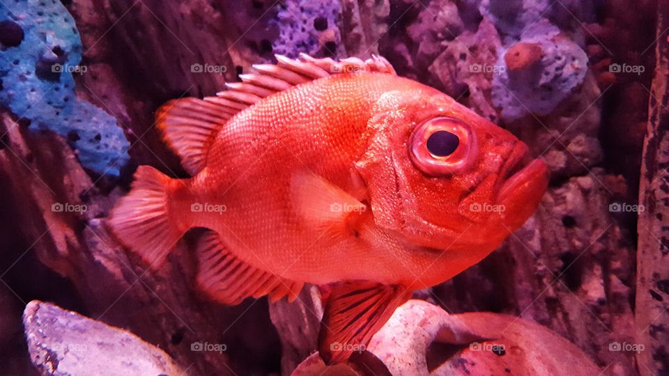 Black eyed red fish in aquarium