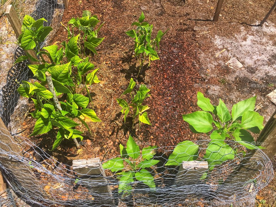 My little corner of sunflowers and green beans 
