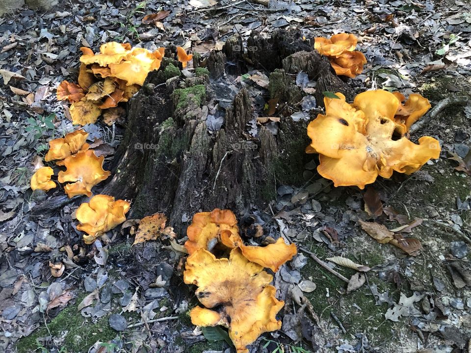 Large Orange Mushroom Clusters Around Tree Stump - Autumn
