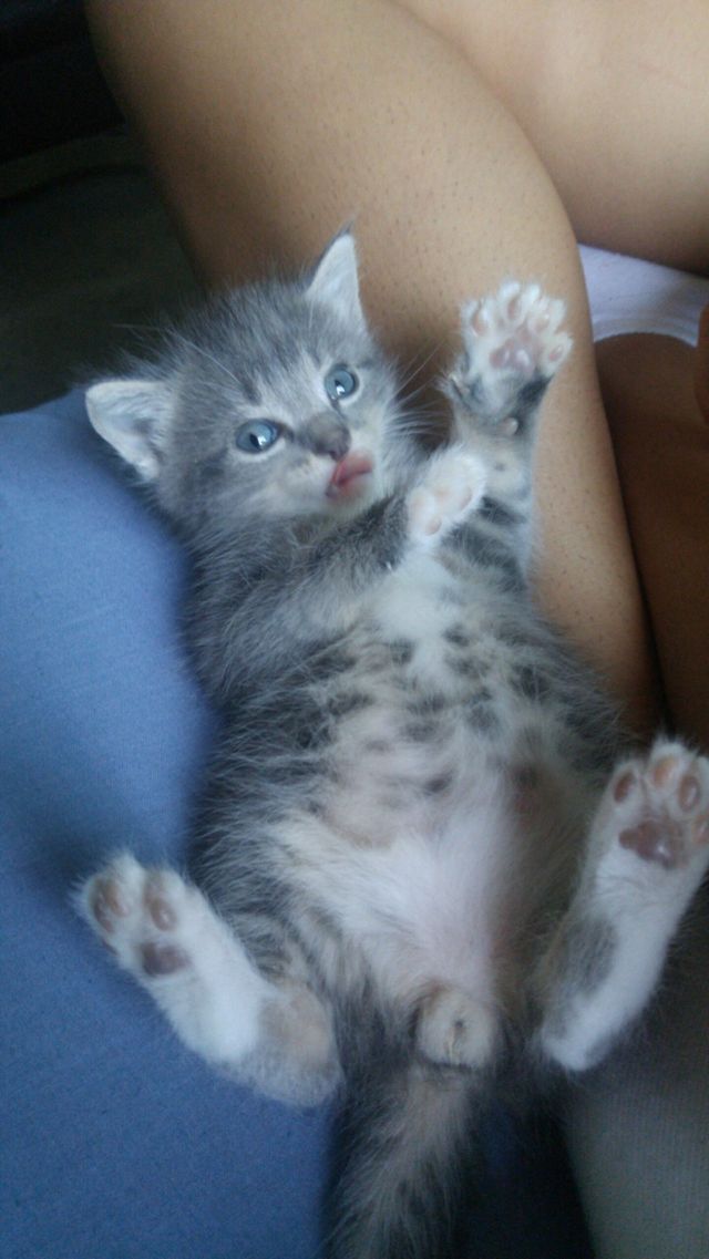 Meow