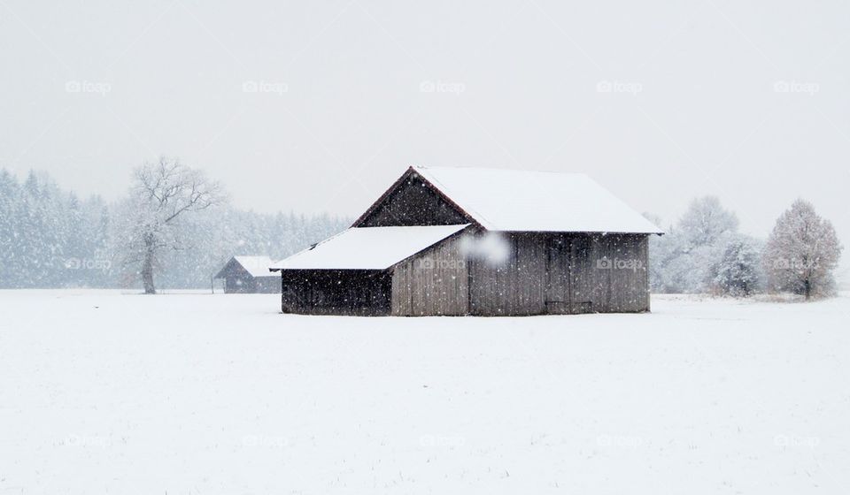 Winter in the forest