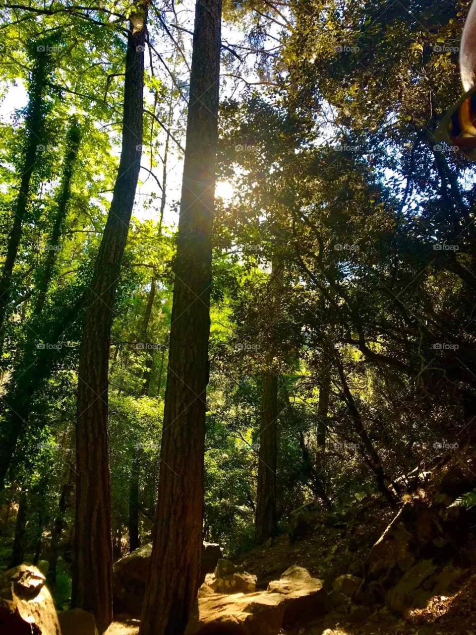 Forest Waterfall Kalidonia Kakopetria 2020