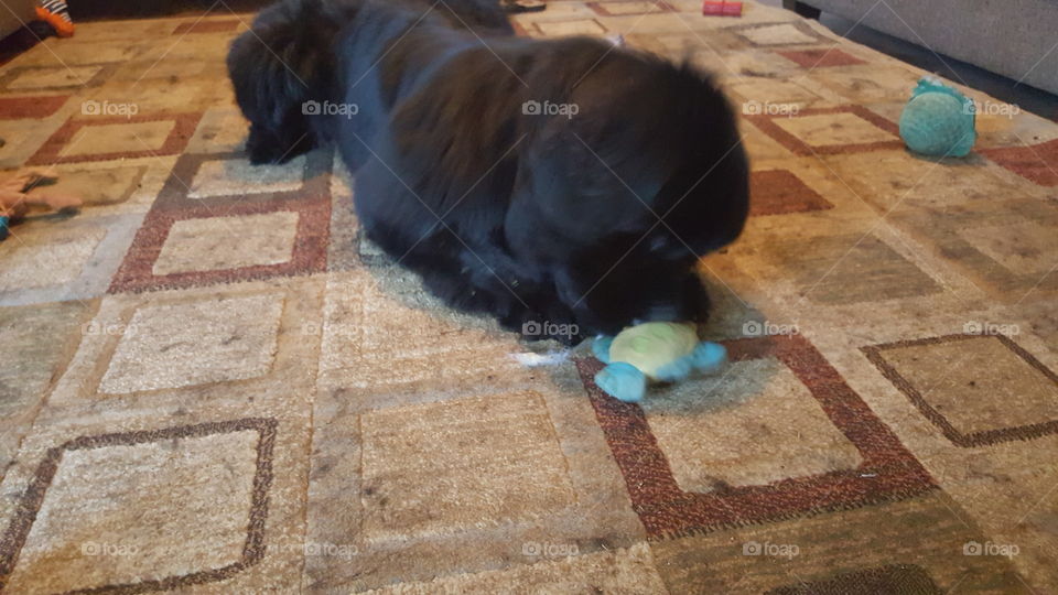 No Person, Floor, One, Desktop, Mammal