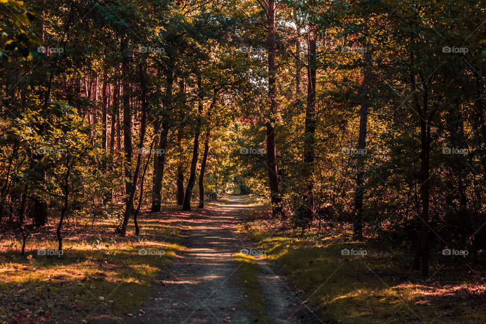 Empty road in autumn forest. Autumn forest, road leading away