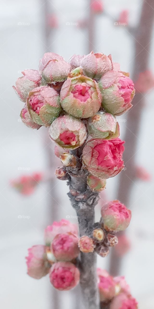 the pink flower that's about to bloom