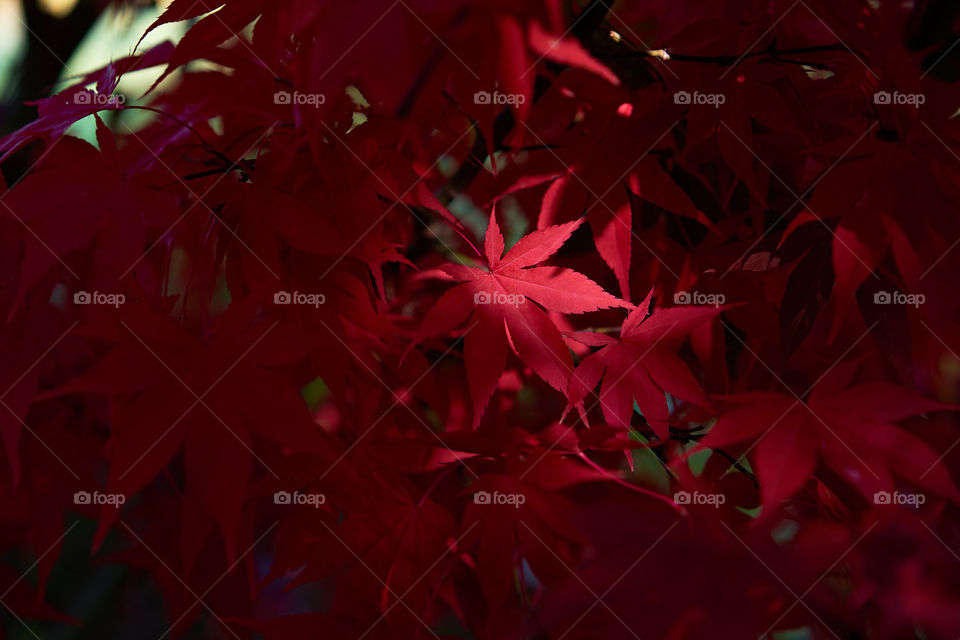 Scarlet autumn color of Japanese maple tree.