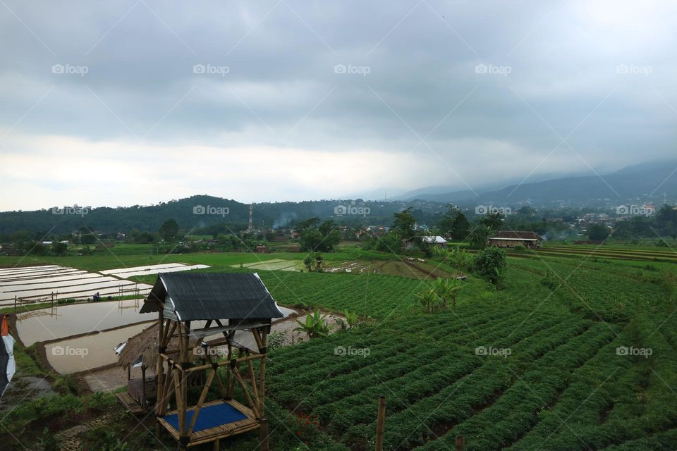 Beautiful natural scenery, green rice fields, farmer's hut, cloud sky