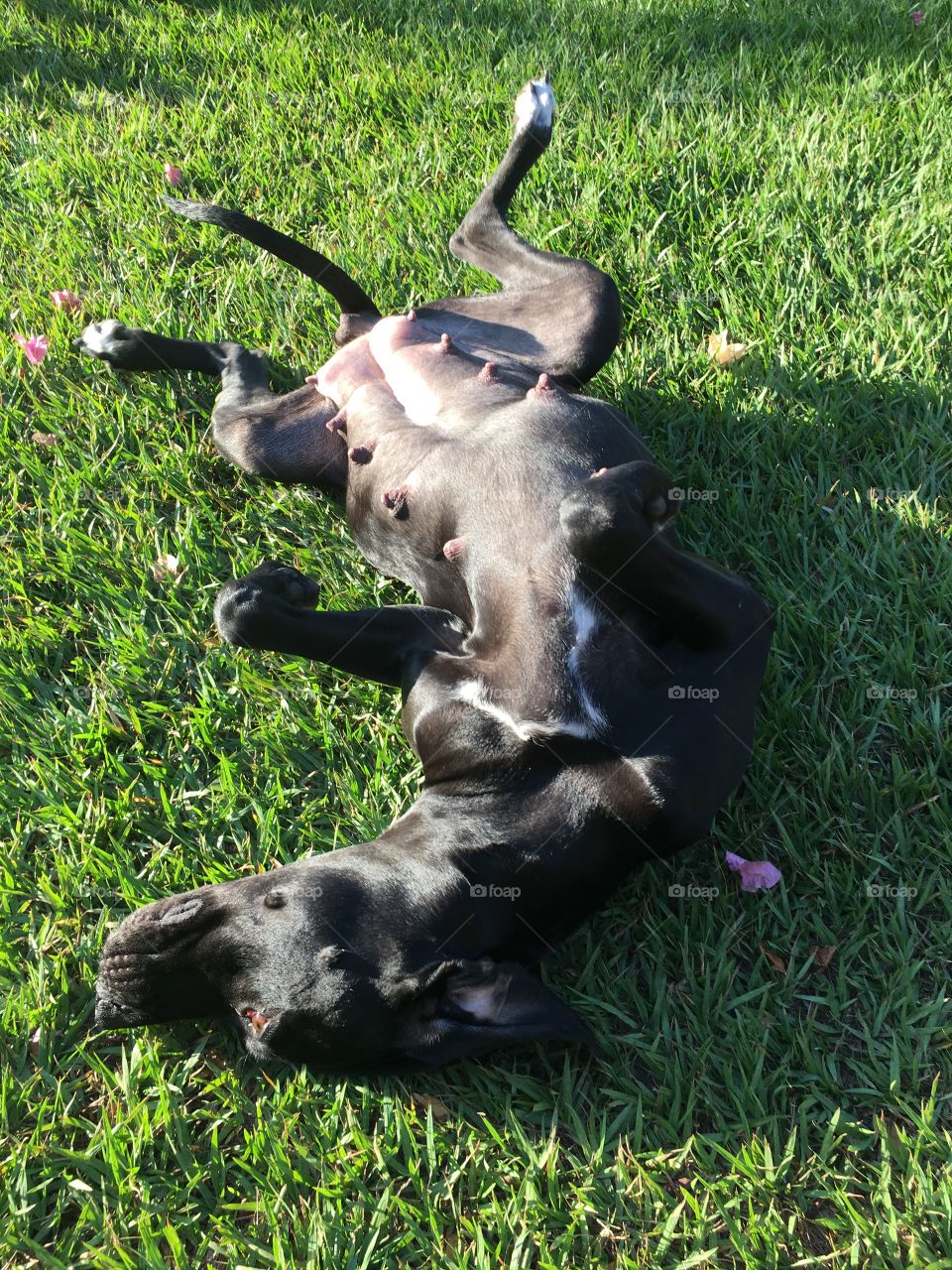 Stretching out on the grass.