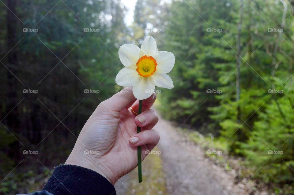 woman holding narcissus in the hand