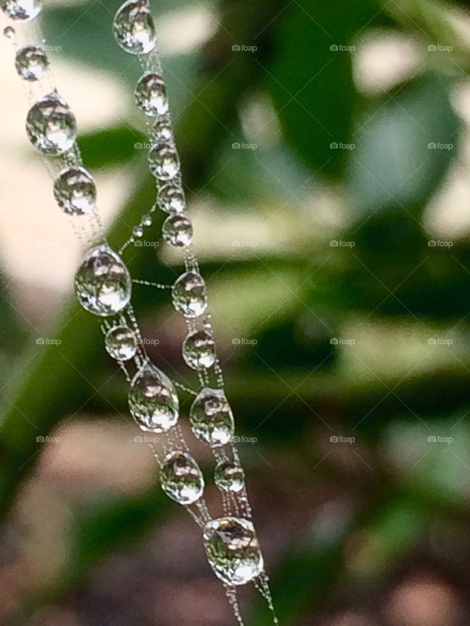 Dew drops on spider's web