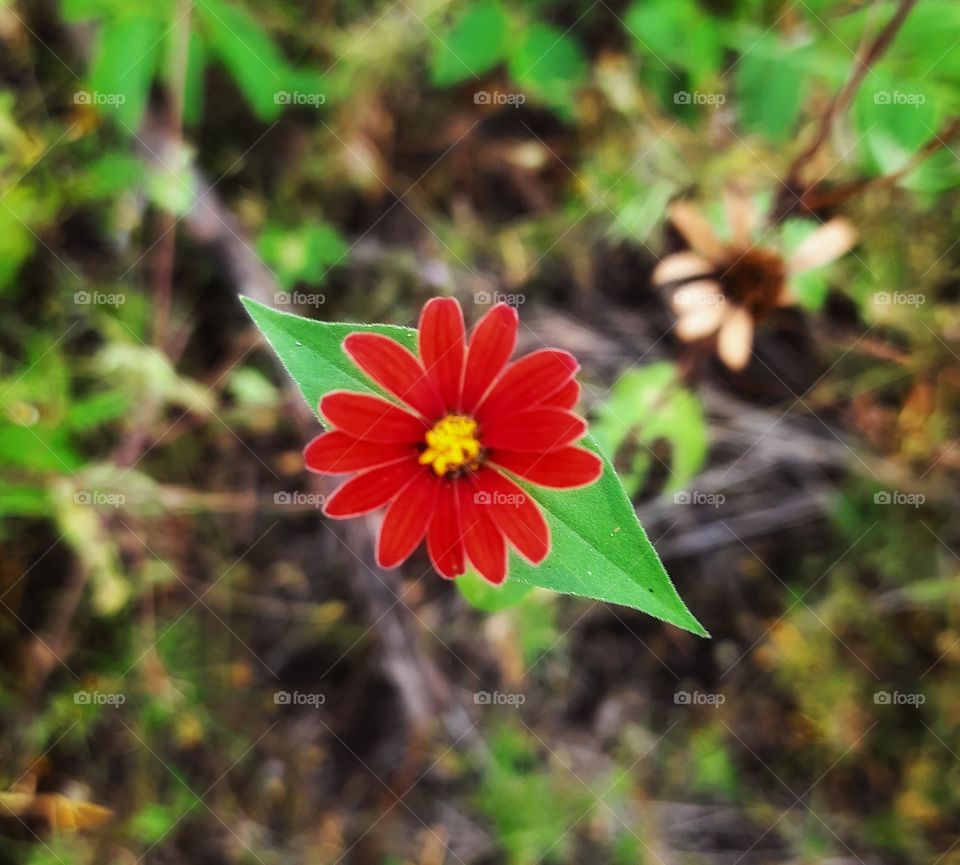 Red flower,red,flower,petal,spring,summer,plant,blossom,floral,garden,botany,blooming,gardening,colorful,floral,season
