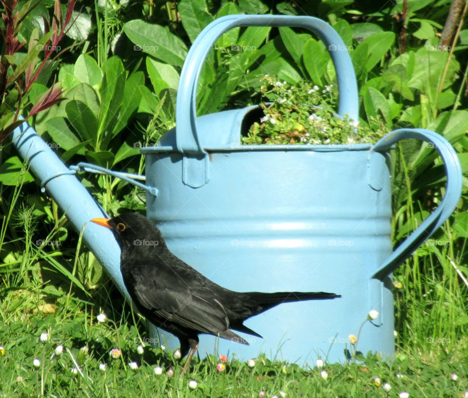 Blackbird and watering can planter