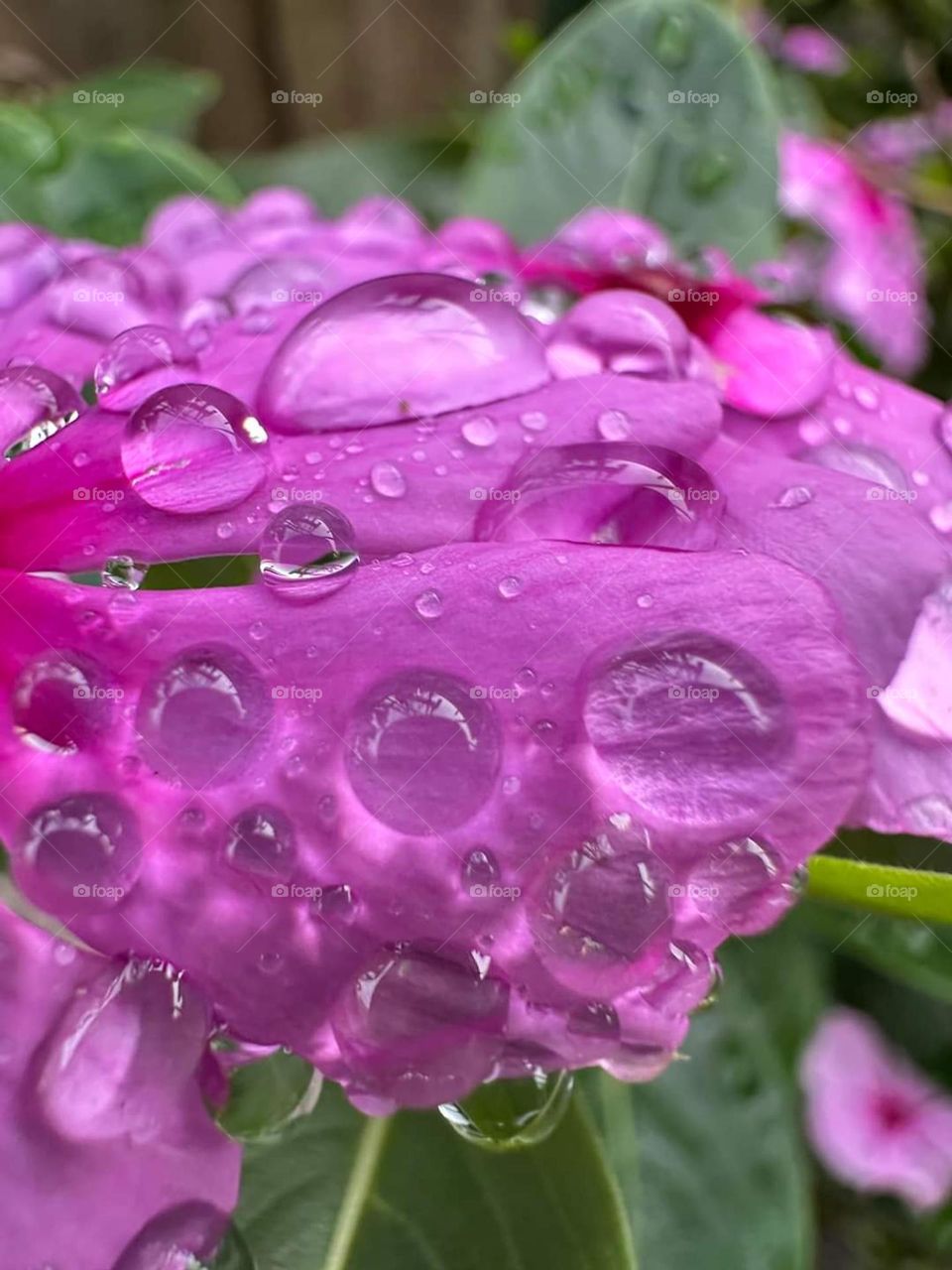 gotas de orvalhos na flor