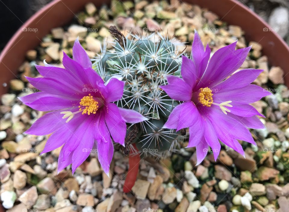 Purple cactus flower plant 