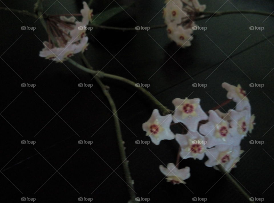 цветы декор