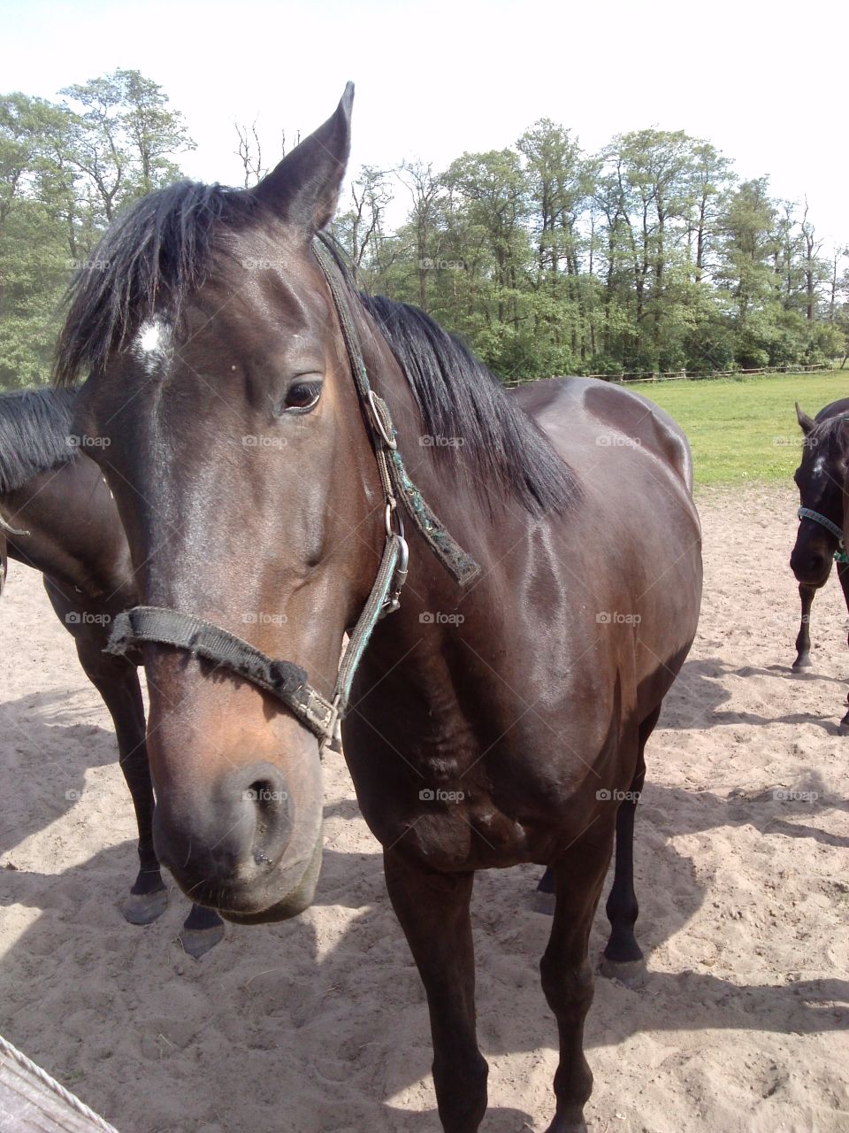 Close-up of horse