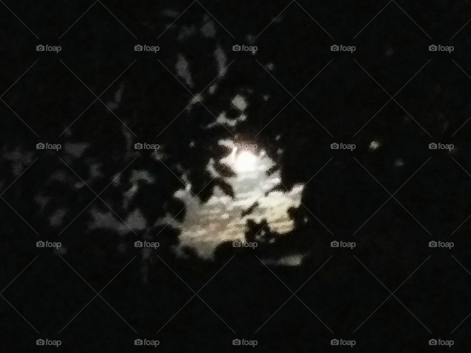 moonlight through tree branches