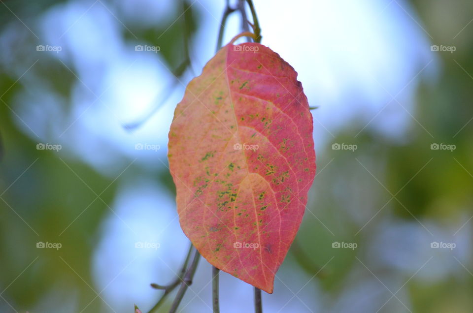 Fall in L💛VE with a "Flowering Dogwood" tree Leaf! 🍂