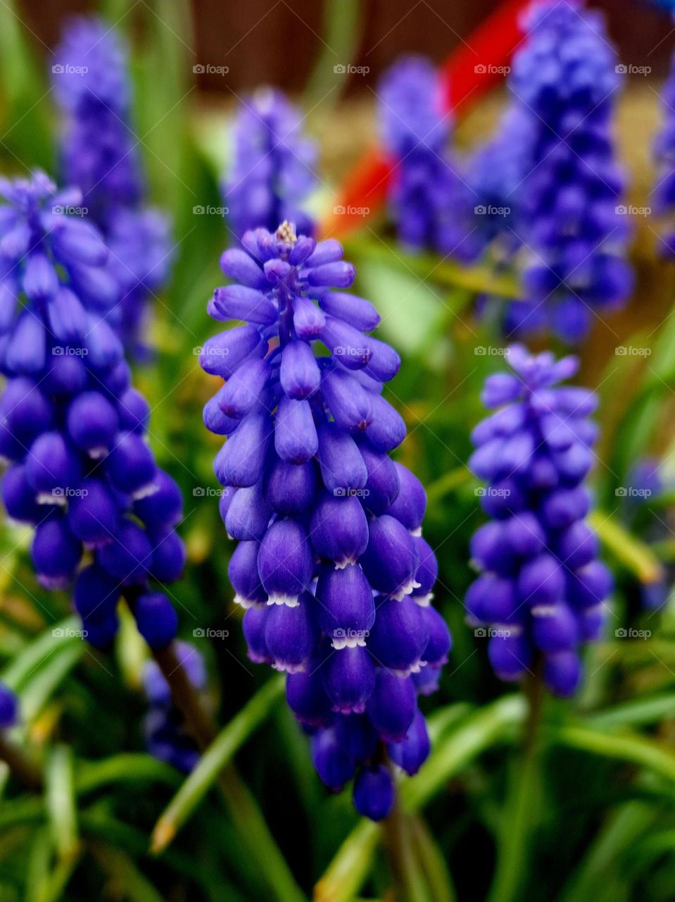 purple flower