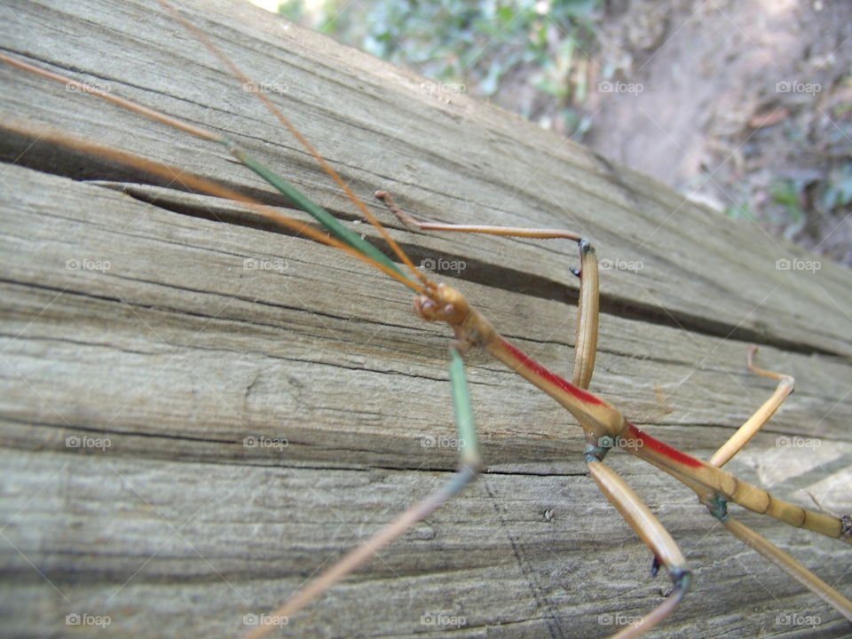 Walking Stick Bug