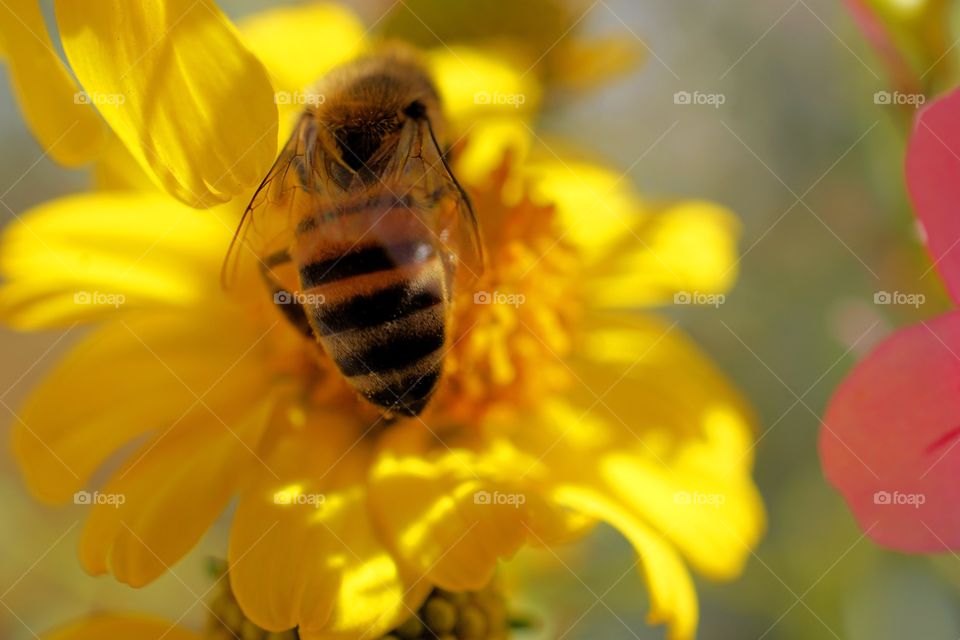 Bee