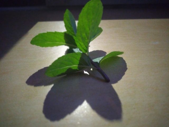 Mint leaf