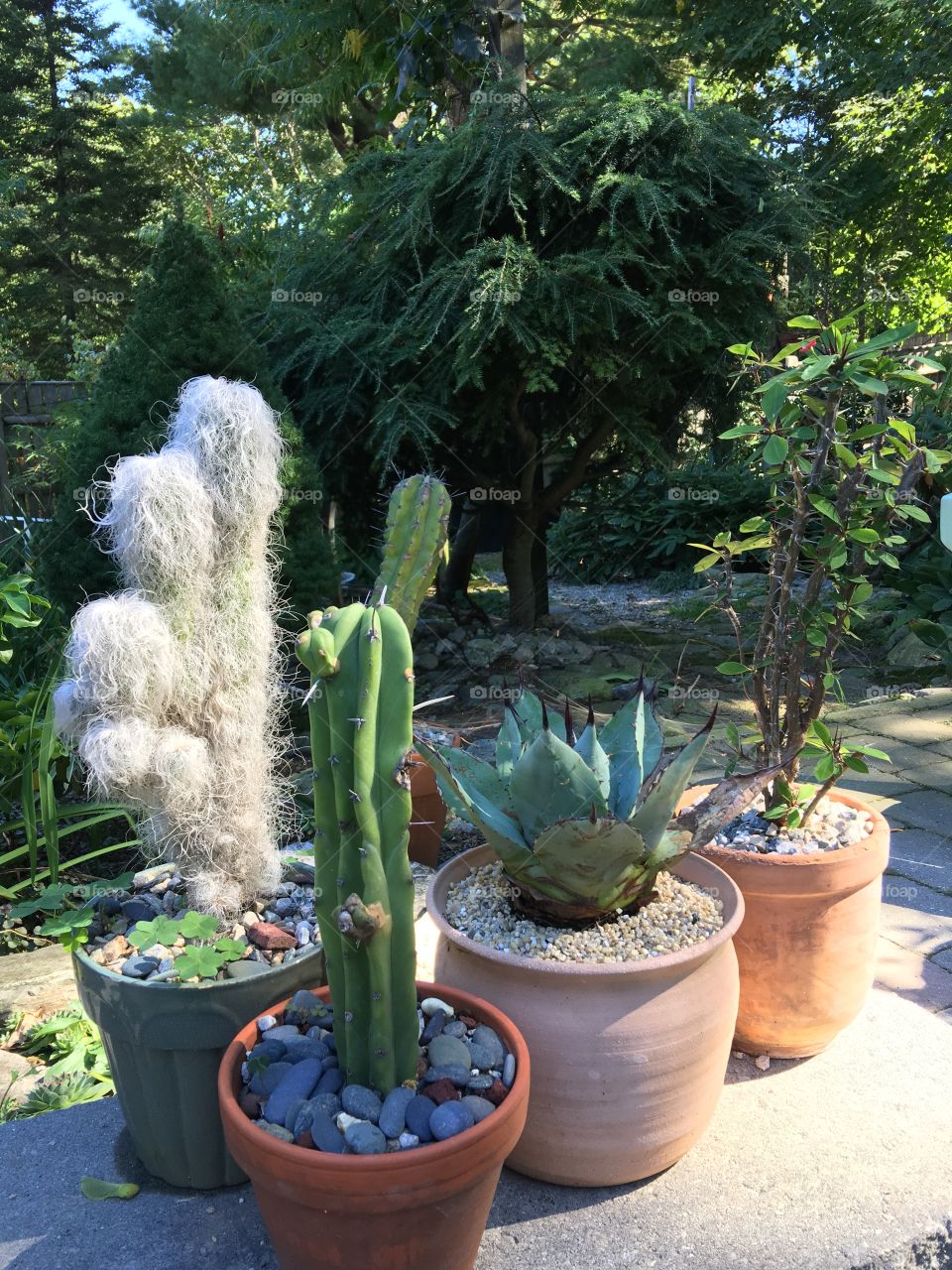 Cactus plants on cobblestone patio garden