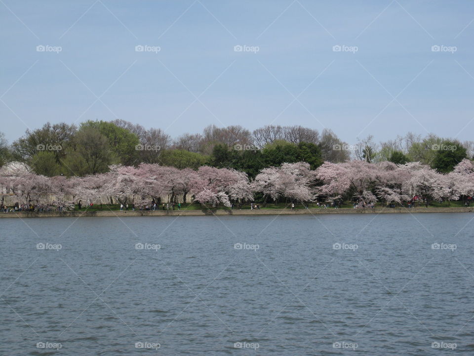 The cherry blossoms along the Washington DC tidal basin