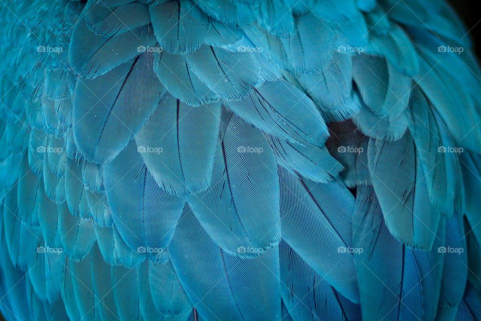 Blue feathers