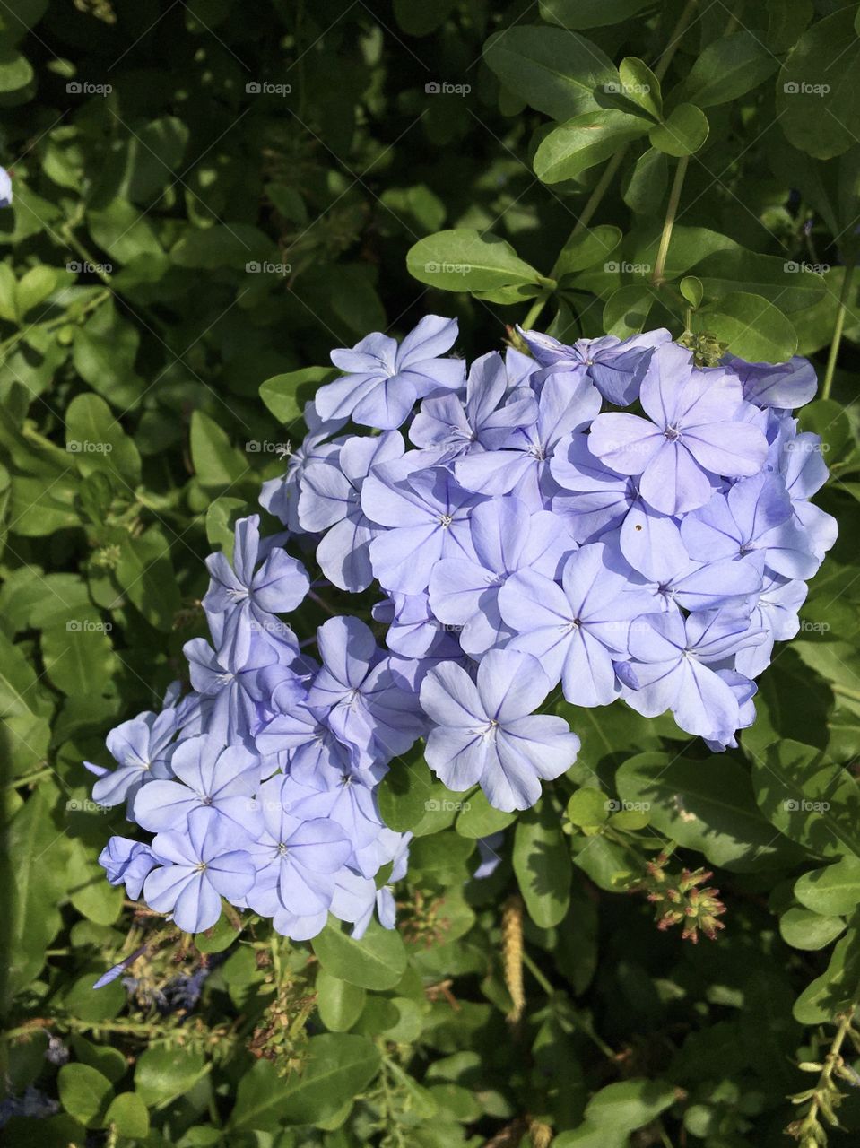 Blue flower from south