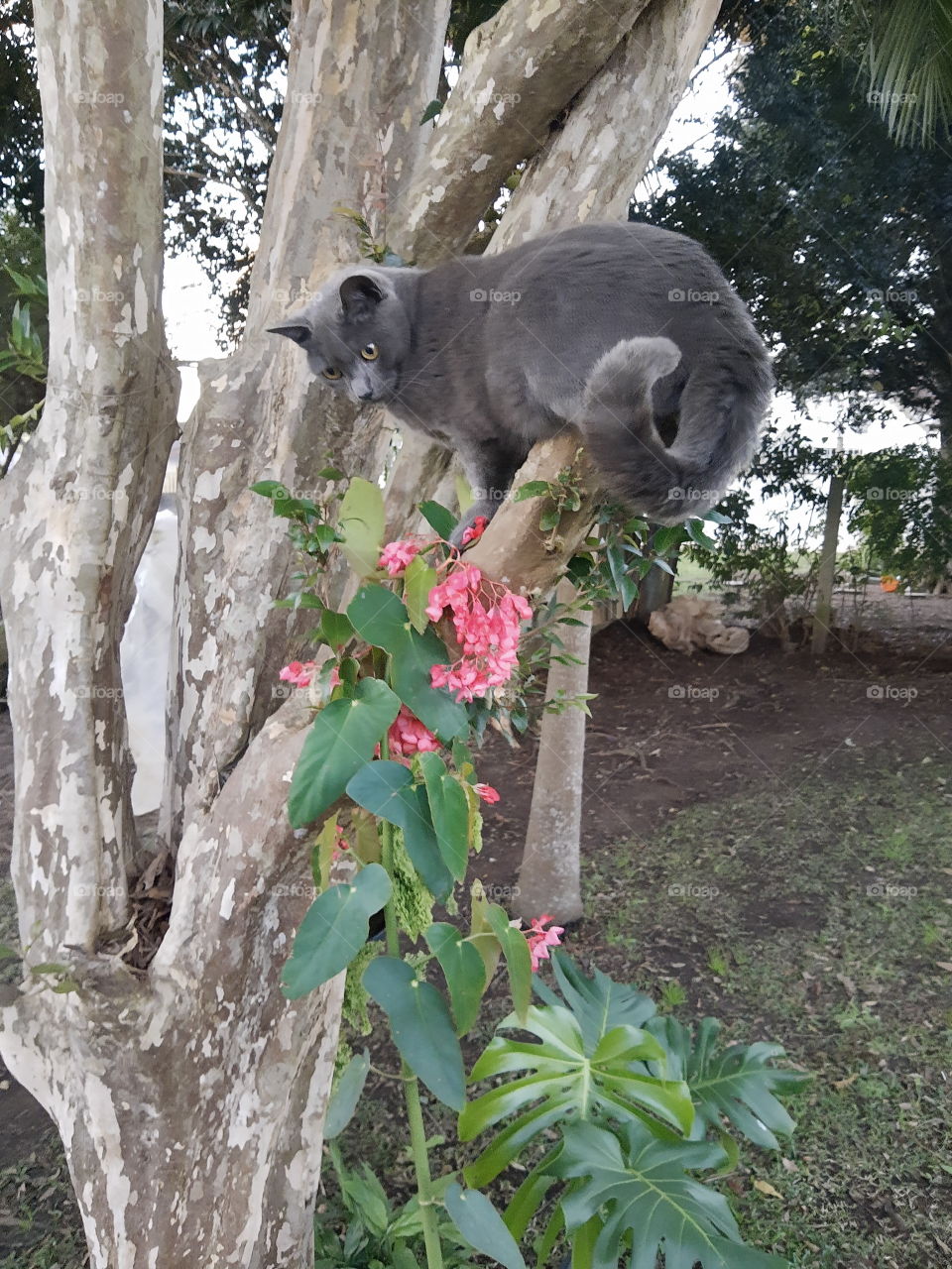 cat on a tree