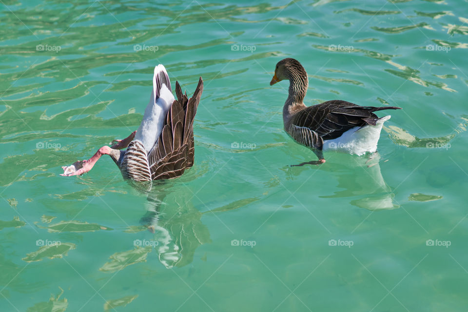 Patos buceadores