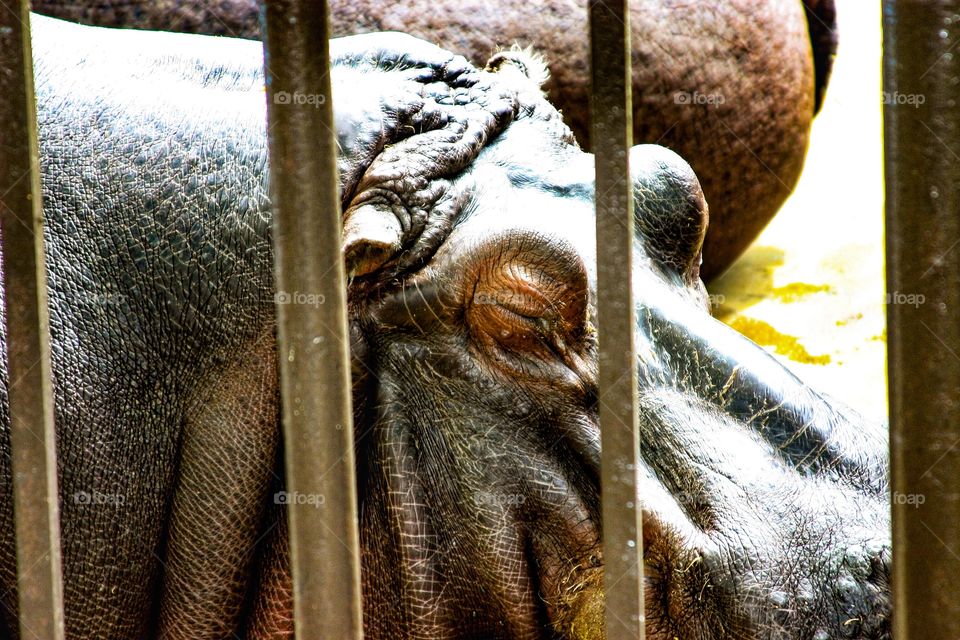 Sleeping hippopotamus 
